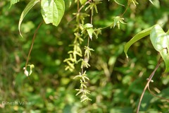 Dioscorea alata